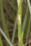 Thistleleaf aster